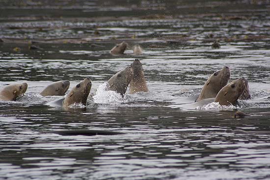 Stellar sea lions swimming in the water